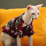 Hawaiian-Style-Dog-Clothes-French-Bulldog-Pet-Clothes-Summer-Pet-Clothing-for-Small-Medium-Dogs-Puppy-10.jpg