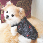 Warm-Dog-Clothes-For-Small-Dog-Windproof-Winter-Pet-Dog-Coat-Jacket-Padded-Clothes-Puppy-Outfit.png